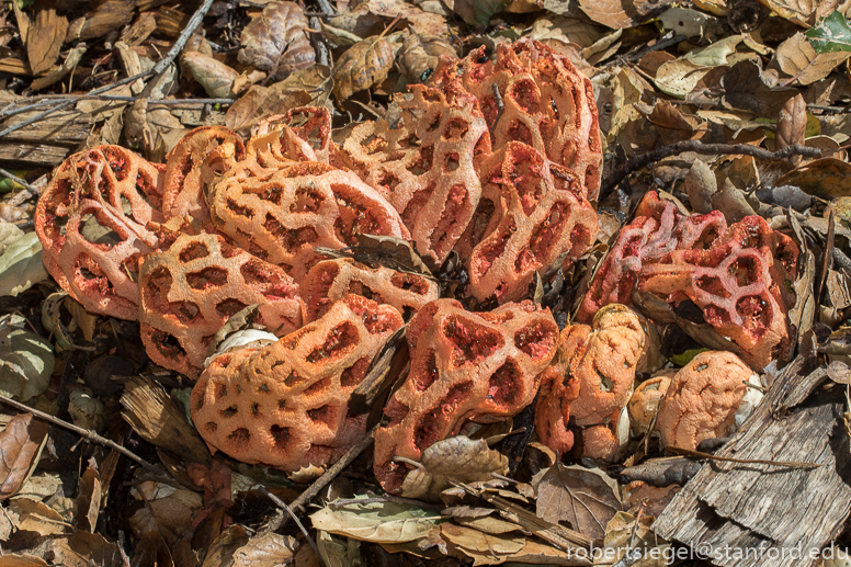 clathrus ruber